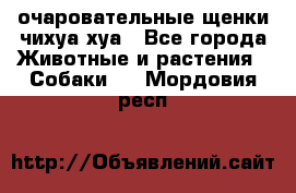 очаровательные щенки чихуа-хуа - Все города Животные и растения » Собаки   . Мордовия респ.